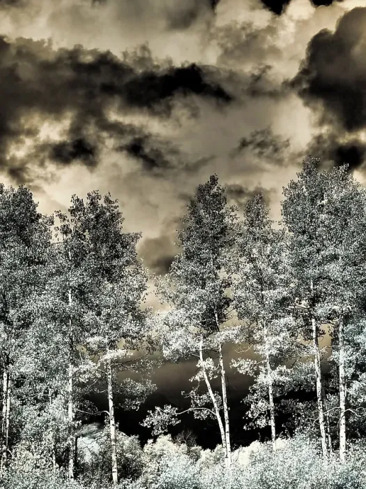Framed Print : USA, Colorado. Infrared of Aspens along the Kebler Pass Framed Print : USA, Colorado. Infrared of Aspens along the Kebler Pass