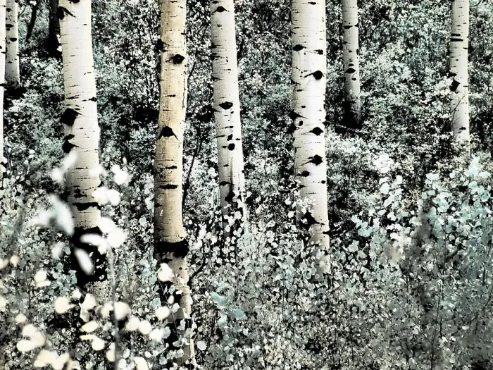 Framed Print : USA, Colorado. Infrared of Aspens along the Kebler Pass Framed Print : USA, Colorado. Infrared of Aspens along the Kebler Pass