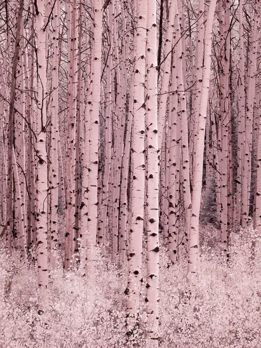Framed Print : USA, Colorado. Infrared of Aspens along the Kebler Pass