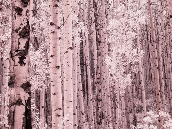 Framed Print : USA, Colorado. Infrared of Aspens along the Kebler Pass Framed Print : USA, Colorado. Infrared of Aspens along the Kebler Pass