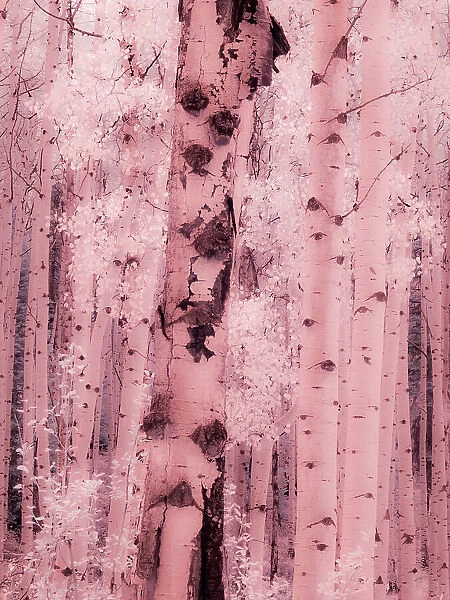 USA, Colorado. Infrared of Aspens along the Kebler Pass