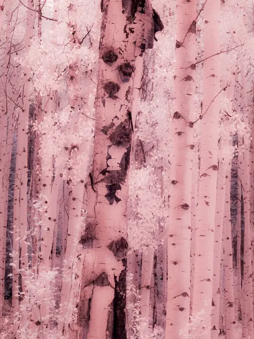 Framed Print : USA, Colorado. Infrared of Aspens along the Kebler Pass Framed Print : USA, Colorado. Infrared of Aspens along the Kebler Pass