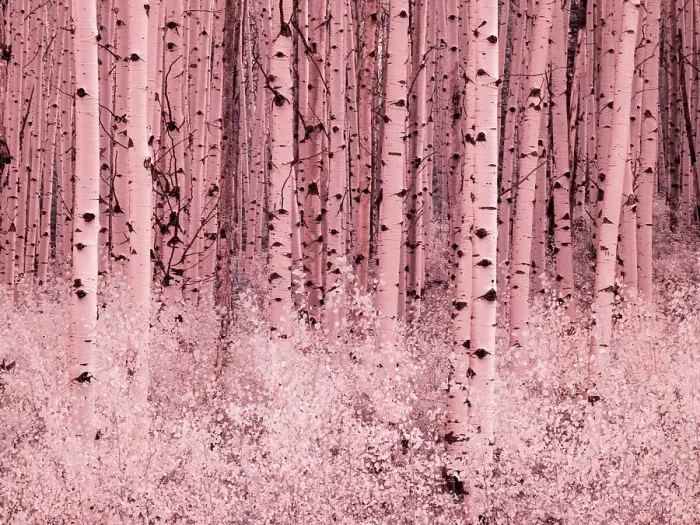 Framed Print : USA, Colorado. Infrared of Aspens along the Kebler Pass