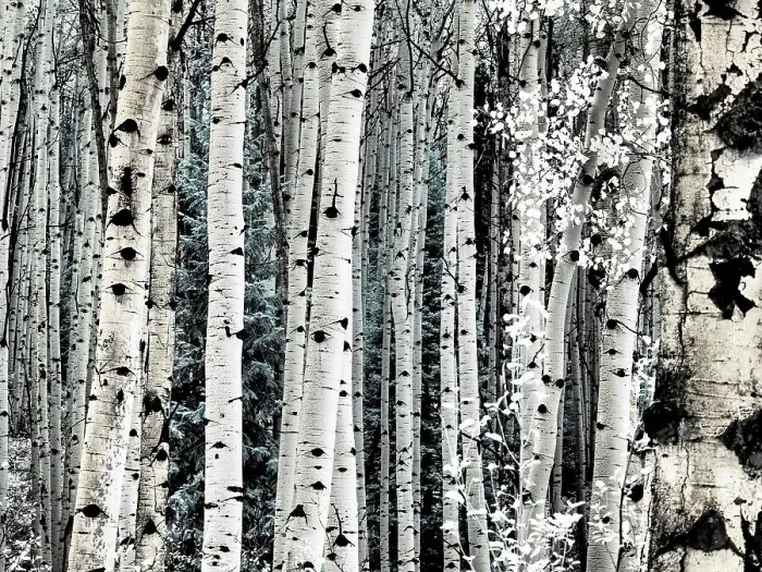 Framed Print : USA, Colorado. Infrared of Aspens along the Kebler Pass Framed Print : USA, Colorado. Infrared of Aspens along the Kebler Pass