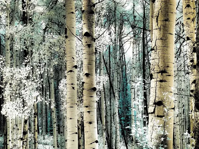 Framed Print : USA, Colorado. Infrared of Aspens along the Kebler Pass Framed Print : USA, Colorado. Infrared of Aspens along the Kebler Pass