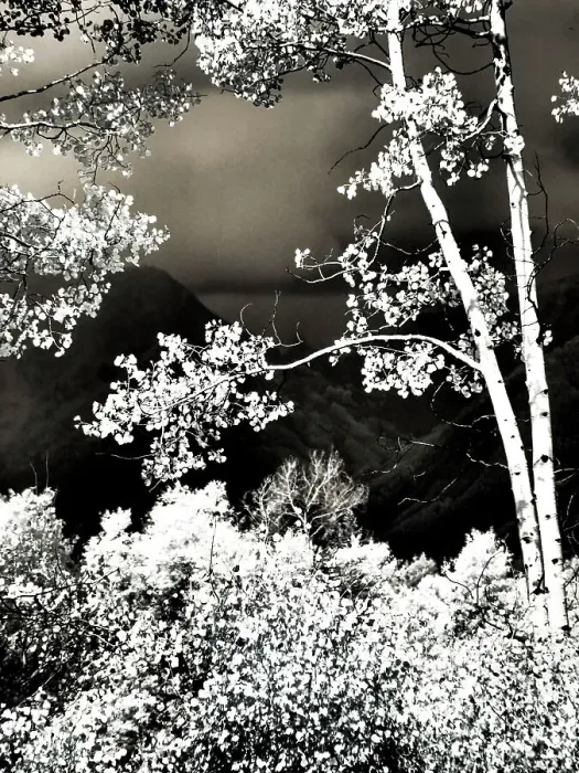 Framed Print : USA, Colorado. Infrared of Aspens along the Kebler Pass Framed Print : USA, Colorado. Infrared of Aspens along the Kebler Pass
