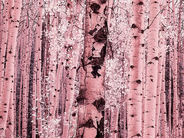USA, Colorado. Infrared of Aspens along the Kebler Pass