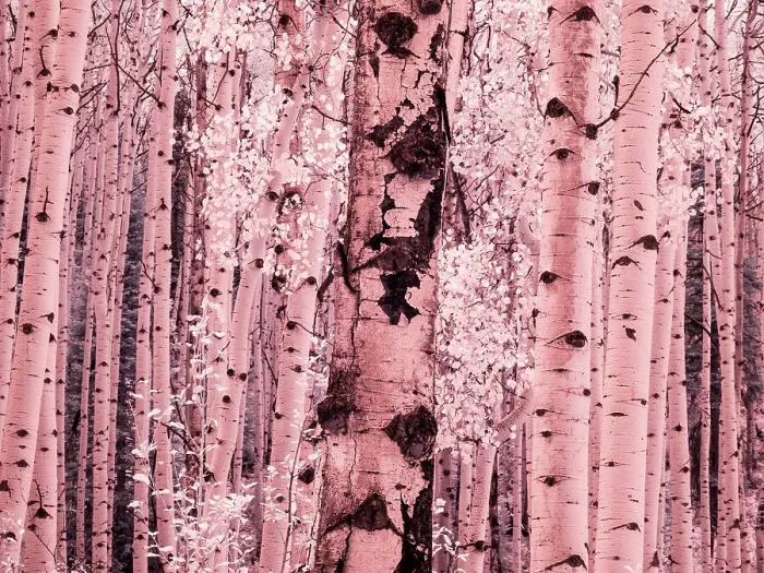 Framed Print : USA, Colorado. Infrared of Aspens along the Kebler Pass