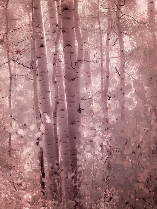 Framed Print : USA, Colorado. Infrared of Aspens along the Kebler Pass Framed Print : USA, Colorado. Infrared of Aspens along the Kebler Pass