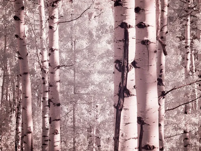 Framed Print : USA, Colorado. Infrared of Aspens along the Kebler Pass Framed Print : USA, Colorado. Infrared of Aspens along the Kebler Pass