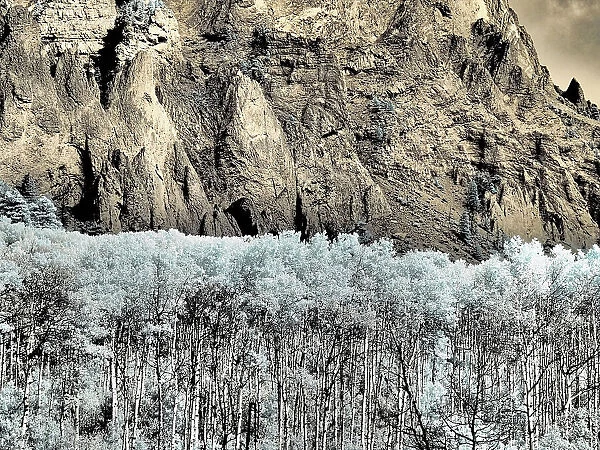 USA, Colorado. Infrared of Aspens against rock wall