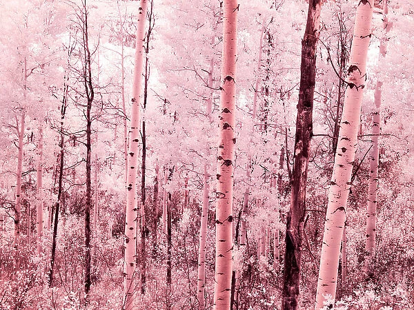 USA, Colorado. Infrared of autumn Aspens