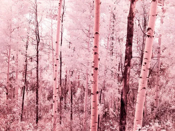 Framed Print : USA, Colorado. Infrared of autumn Aspens
