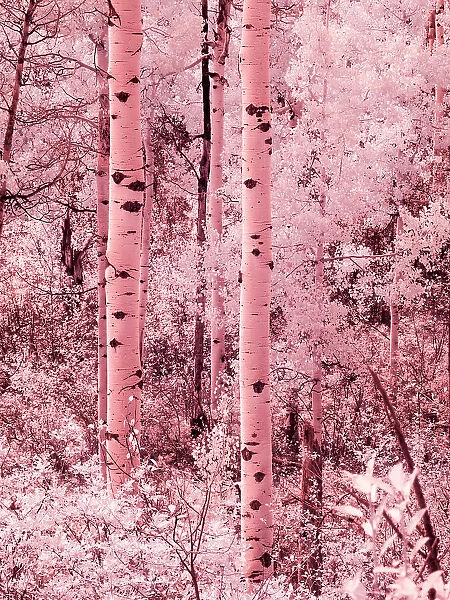 USA, Colorado. Infrared of autumn Aspens