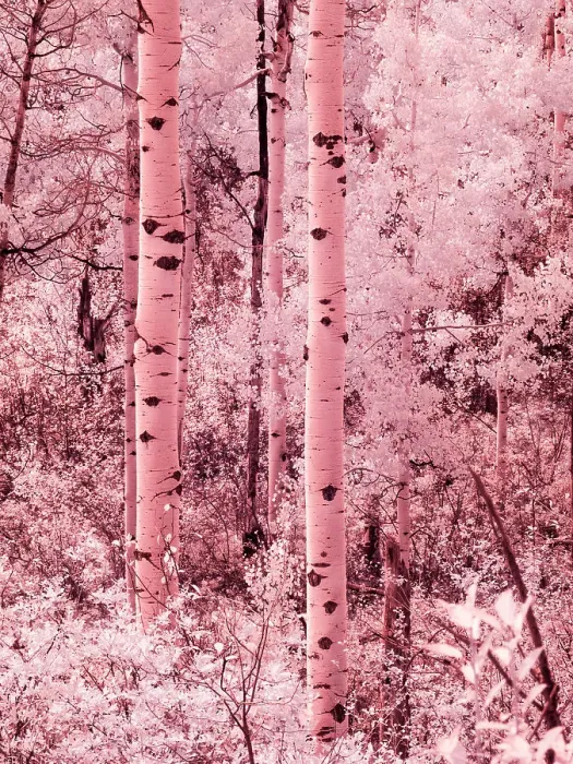 Framed Print : USA, Colorado. Infrared of autumn Aspens Framed Print : USA, Colorado. Infrared of autumn Aspens