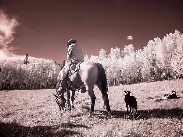USA, Colorado. Infrared of Cowboy and dog looking for cows (Editorial Use Only)