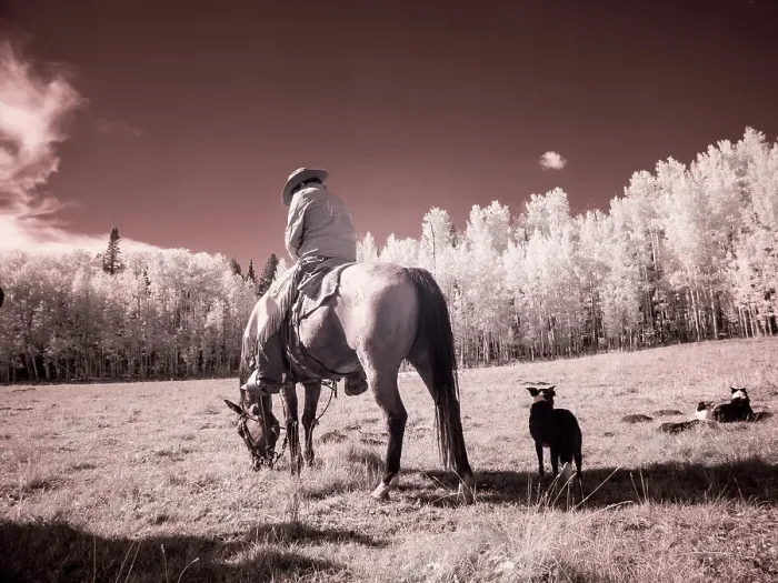 Framed Print : USA, Colorado. Infrared of Cowboy and dog looking for cows (Editorial Use Only) Framed Print : USA, Colorado. Infrared of Cowboy and dog looking for cows (Editorial Use Only)