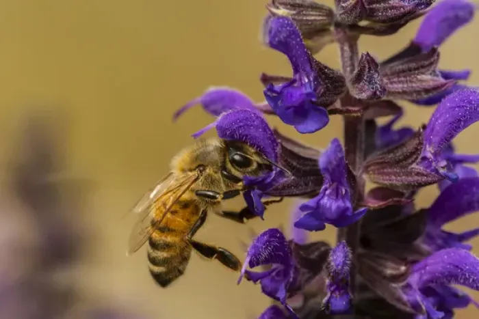 Framed Print : USA, Colorado, Jefferson County. Honey bee on salvia blossoms Framed Print : USA, Colorado, Jefferson County. Honey bee on salvia blossoms
