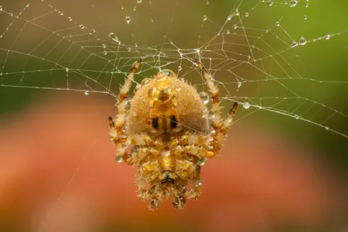 Framed Print : USA, Colorado, Jefferson County. Orb-weaver spider on web