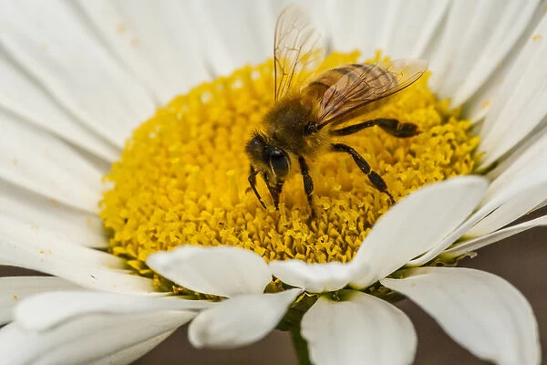 USA, Colorado, Jefferson County. Honey bee on daisy blossom