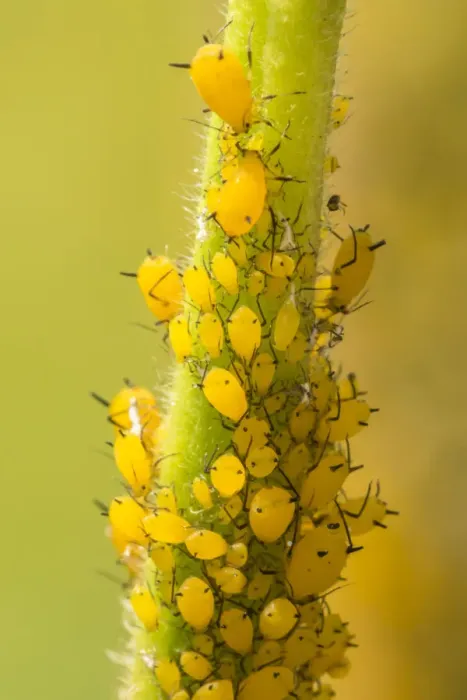 Framed Print : USA, Colorado, Jefferson County. Aphids on milkweed plant Framed Print : USA, Colorado, Jefferson County. Aphids on milkweed plant