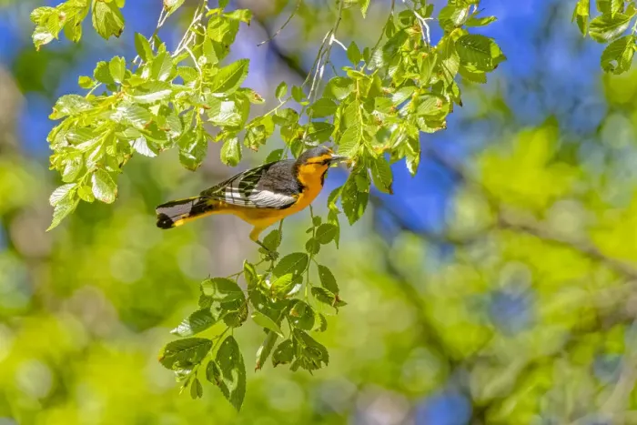 Framed Print : USA, Colorado, John Martin Reservoir. Adult male Bullocks oriole in tree Framed Print : USA, Colorado, John Martin Reservoir. Adult male Bullocks oriole in tree