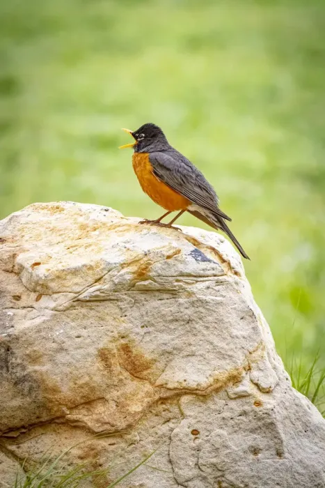 Framed Print : USA, Colorado, John Martin Reservoir. Adult male American robin singing Framed Print : USA, Colorado, John Martin Reservoir. Adult male American robin singing