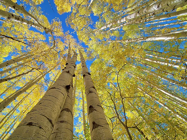 USA, Colorado, Kebler Pass. Aspen forest in fall color as seen from the forest floor