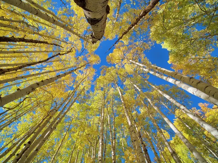 Framed Print : USA, Colorado, Kebler Pass. Aspen forest in fall color as seen from the forest floor Framed Print : USA, Colorado, Kebler Pass. Aspen forest in fall color as seen from the forest floor