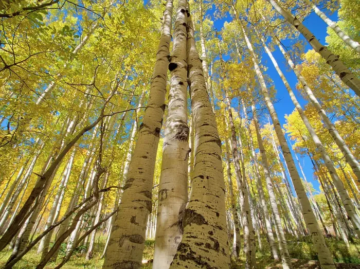 Framed Print : USA, Colorado, Kebler Pass. Aspen forest in fall color as seen from the forest floor Framed Print : USA, Colorado, Kebler Pass. Aspen forest in fall color as seen from the forest floor