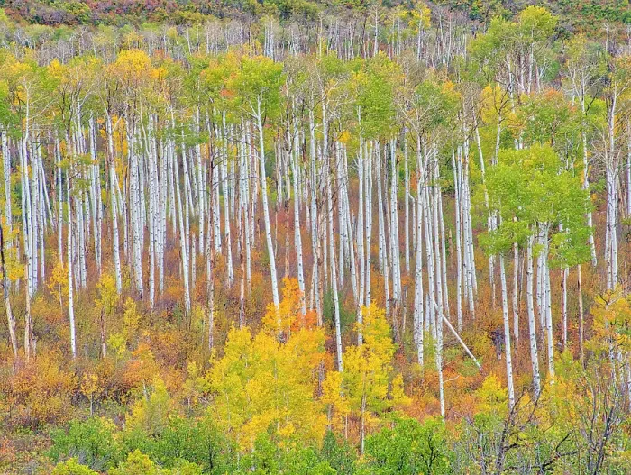 Framed Print : USA, Colorado, Kebler Pass. Autumn color of the Aspens Framed Print : USA, Colorado, Kebler Pass. Autumn color of the Aspens