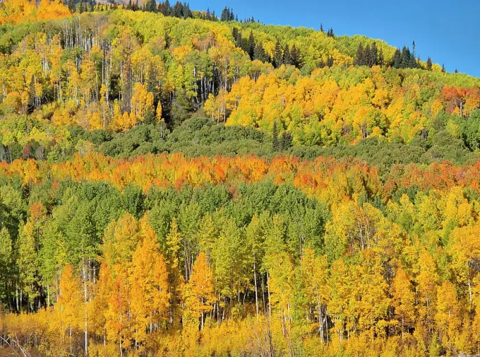 Framed Print : USA, Colorado, Kebler Pass. Bright color of autumn Aspens on Kebler Pass Framed Print : USA, Colorado, Kebler Pass. Bright color of autumn Aspens on Kebler Pass