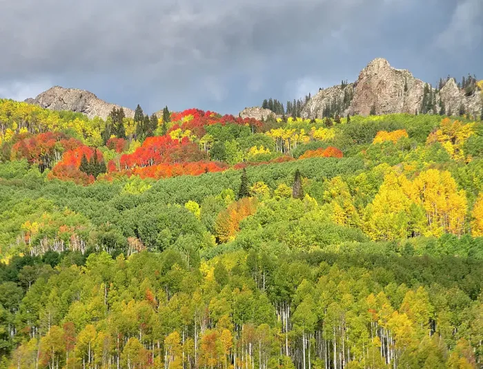Framed Print : USA, Colorado, Kebler Pass. Bright color of autumn on Kebler Pass Framed Print : USA, Colorado, Kebler Pass. Bright color of autumn on Kebler Pass