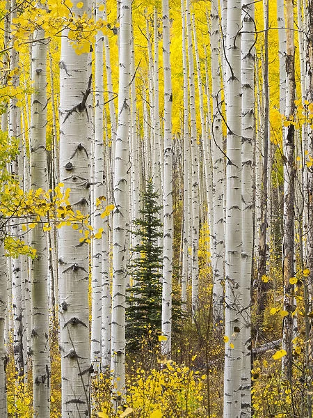 USA, Colorado, Keebler Pass Autumn colors in grove of Aspens with lone evergreen