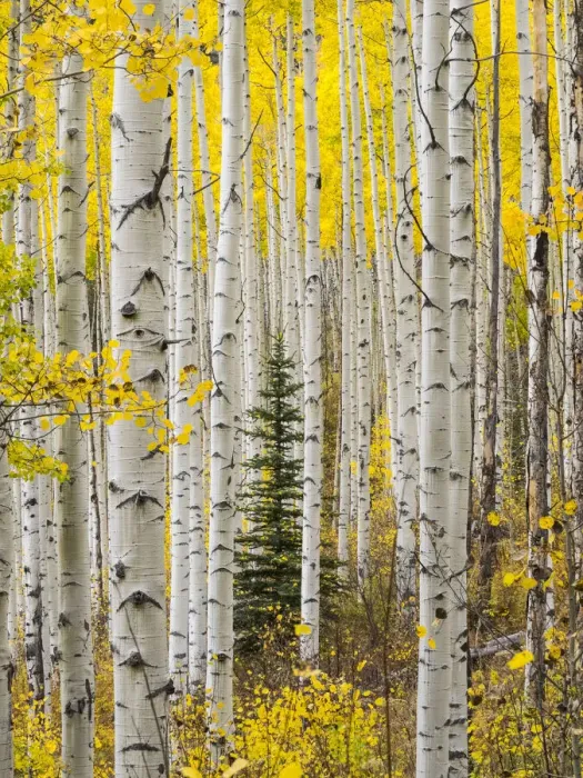 Framed Print : USA, Colorado, Keebler Pass Autumn colors in grove of Aspens with lone evergreen