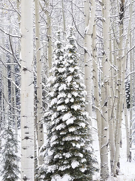 USA, Colorado, Keebler Pass, fresh snow on Aspens and Evergreen trees