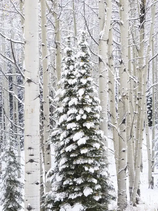 Framed Print : USA, Colorado, Keebler Pass, fresh snow on Aspens and Evergreen trees Framed Print : USA, Colorado, Keebler Pass, fresh snow on Aspens and Evergreen trees