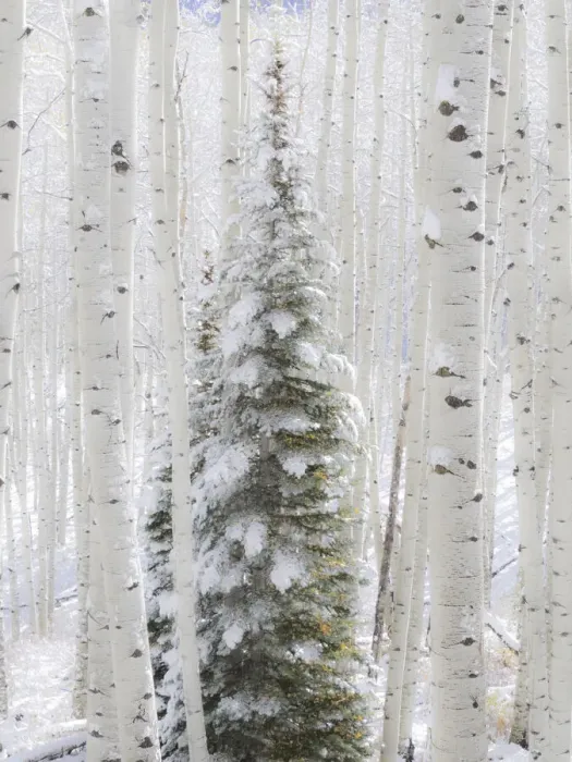 Framed Print : USA, Colorado, Keebler Pass, fresh snow on Aspens and Evergreen trees Framed Print : USA, Colorado, Keebler Pass, fresh snow on Aspens and Evergreen trees