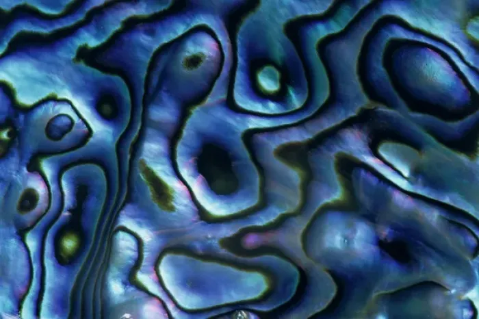 Framed Print : USA, Colorado, Lafayette. Abalone shell close-up