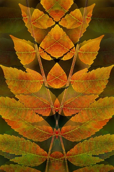 USA, Colorado, Lafayette. Autumn sumac montage