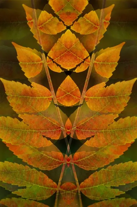 Framed Print : USA, Colorado, Lafayette. Autumn sumac montage Framed Print : USA, Colorado, Lafayette. Autumn sumac montage