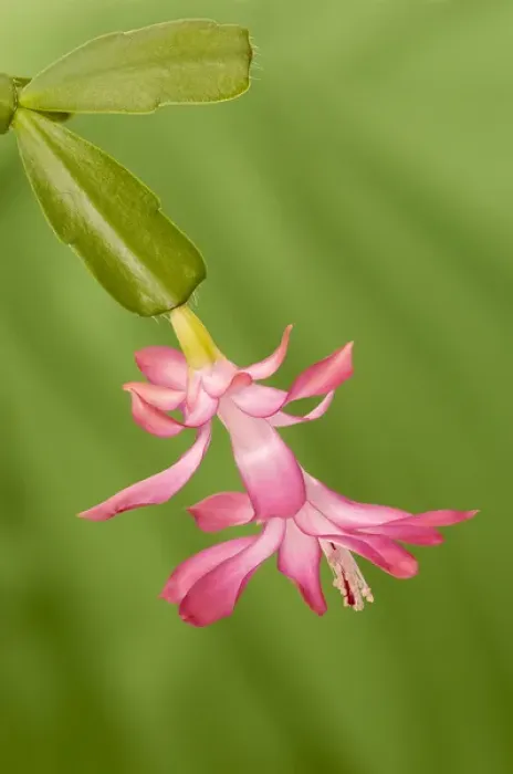 Framed Print : USA, Colorado, Lafayette. Christmas cactus flower close-up Framed Print : USA, Colorado, Lafayette. Christmas cactus flower close-up