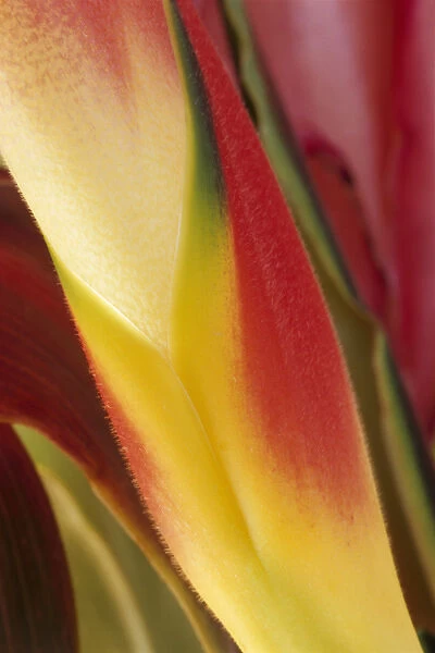 USA, Colorado, Lafayette, heliconia close-up Credit as: Marie Bush  /  Jaynes Gallery
