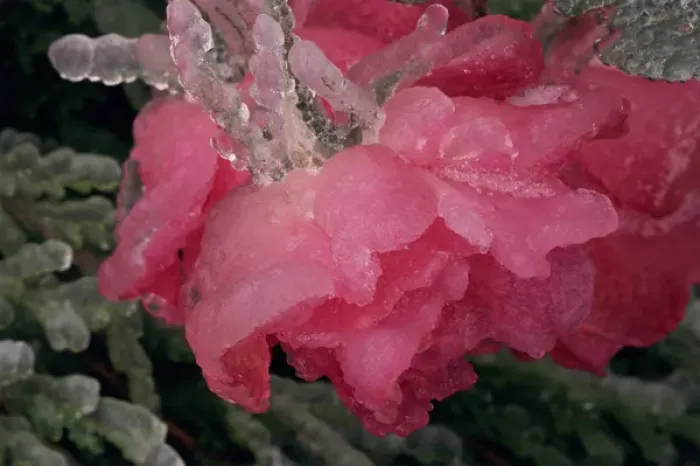 Framed Print : USA, Colorado, Lafayette. Ice on pink rose. Credit as: Marie Bush  /  Jaynes Gallery  /  DanitaDelimont