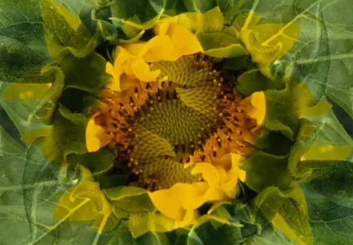 Framed Print : USA, Colorado, Lafayette. Sunflower montage