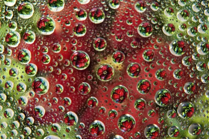 Framed Print : USA, Colorado, Lafayette. Water bubbles on glass table top Framed Print : USA, Colorado, Lafayette. Water bubbles on glass table top