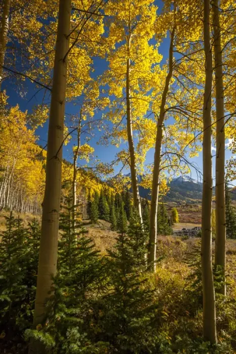 Framed Print : USA, Colorado. Landscape in San Juan Mountains Framed Print : USA, Colorado. Landscape in San Juan Mountains