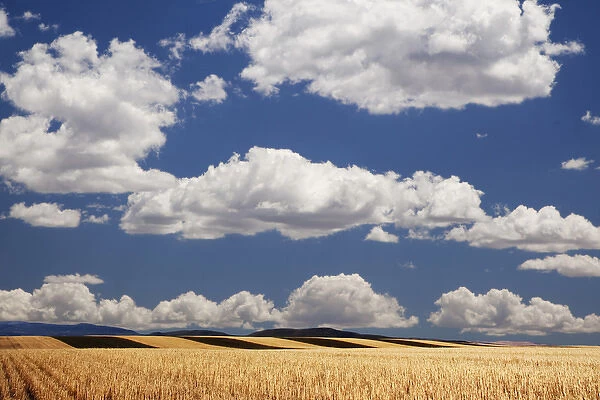 USA, Colorado. Landscape of wheat fields in western part of state