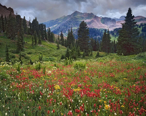 USA, Colorado, LaPlata Mountains. Wildflowers in mountain meadow