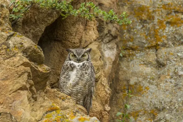 Framed Print : USA, Colorado, Larimer County. Great horned owl on rocky ledge
